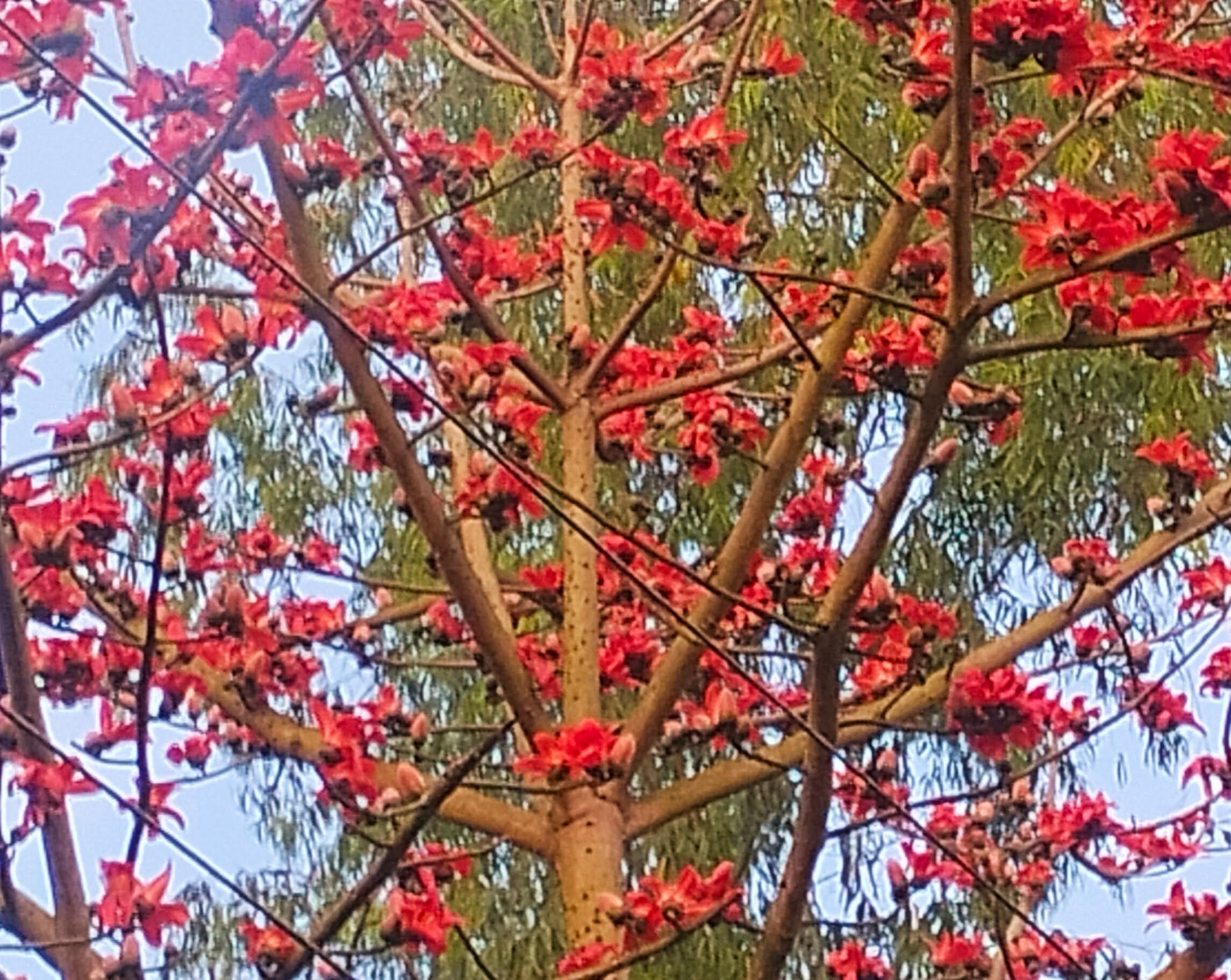 শিমুলের সৌন্দর্যে প্রকৃতি সেজেছে নতুন সাজে