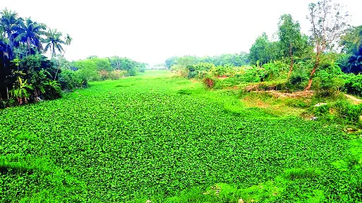 দখলে-দূষণে মৃতপ্রায় আনোয়ারার একসময়ের খরস্রোতা ৬টি খাল